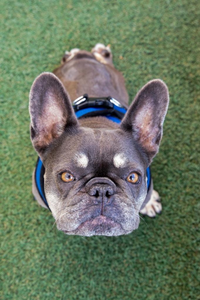 Babe *special needs*, a Adoptable French Bulldog in Gardena, CA image 3/6