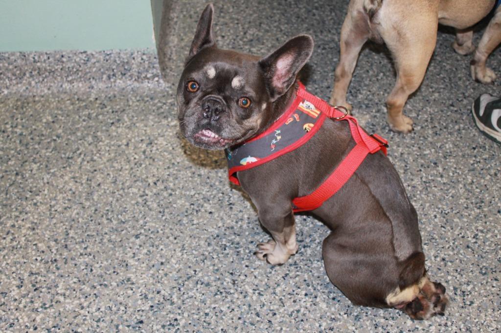 Babe *special needs*, a Adoptable French Bulldog in Gardena, CA image 4/6