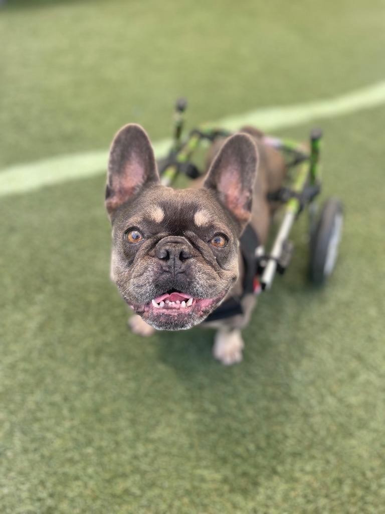 Babe *special needs*, a Adoptable French Bulldog in Gardena, CA image 5/6