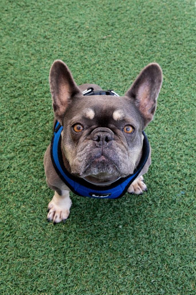 Babe *special needs*, a Adoptable French Bulldog in Gardena, CA image 6/6