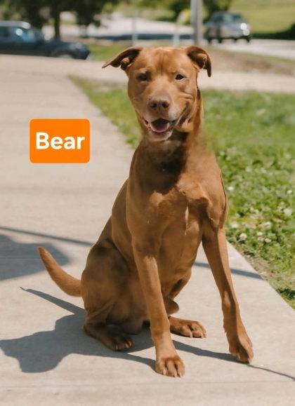 Enlarge Bear, a Adoptable mixed breed in Clinton, MO image 1/1