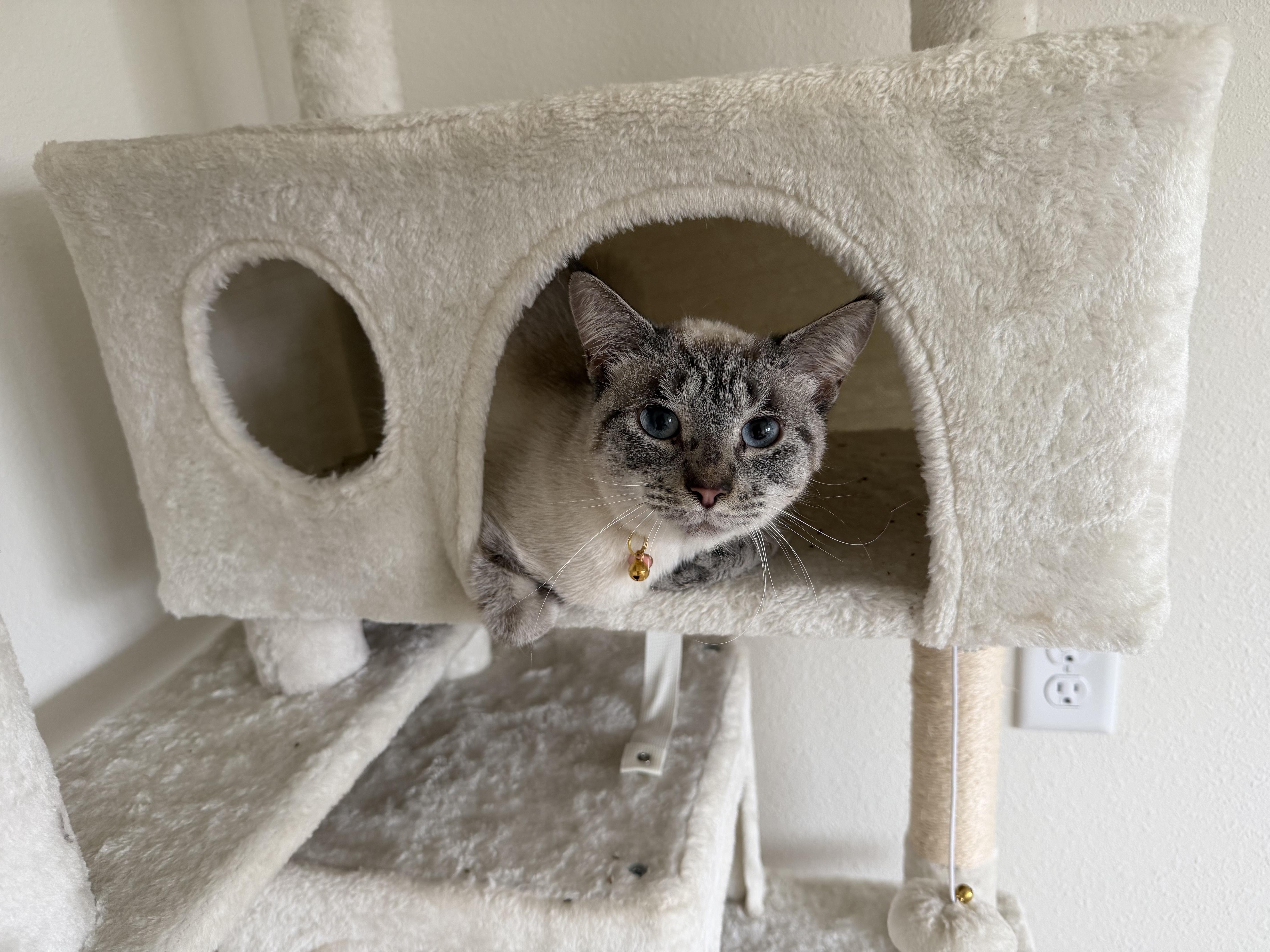 Moonshine, adoptable, Young Female Siamese & Extra-Toes Cat / Hemingway Polydactyl.