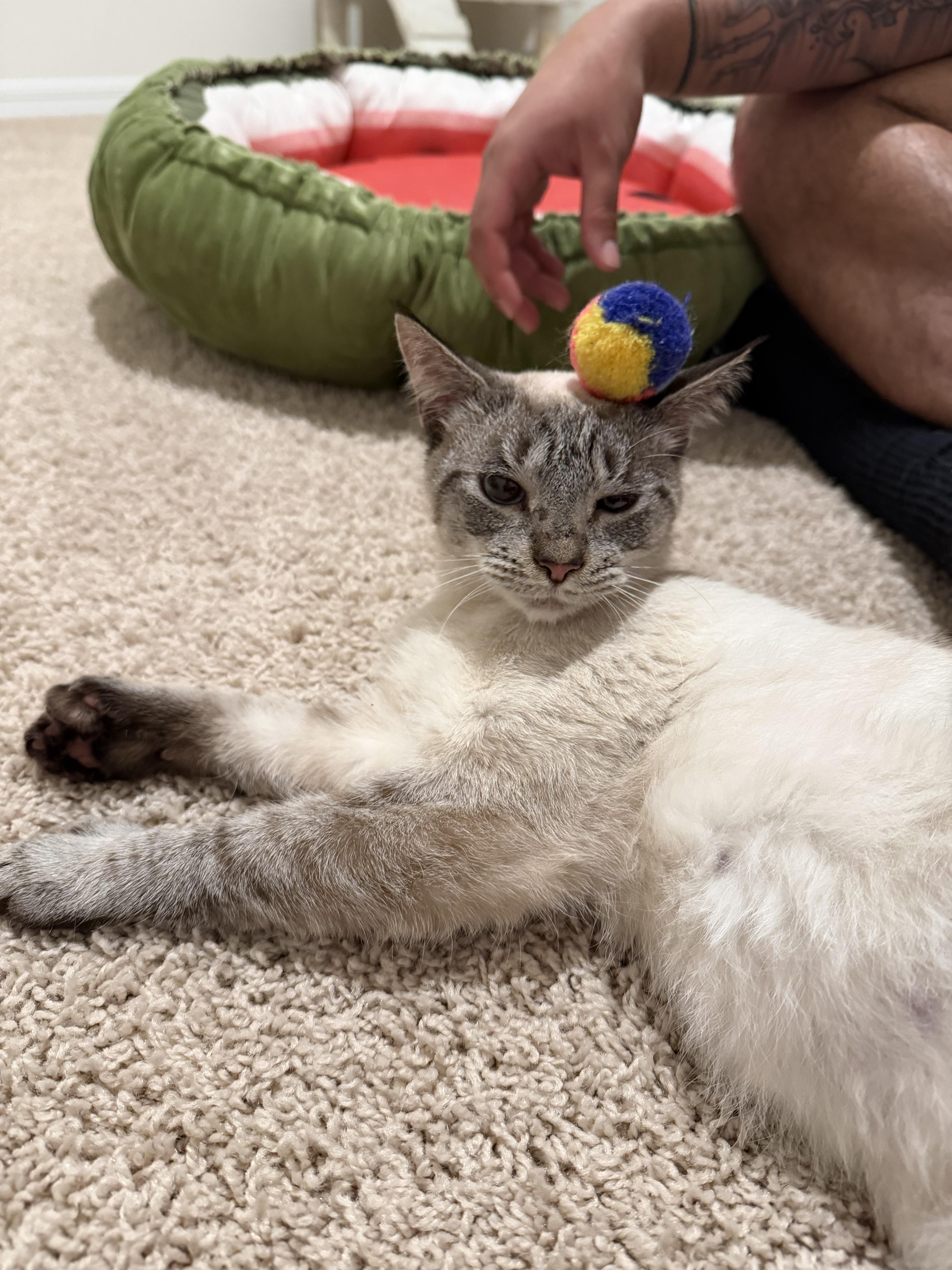 Moonshine, an adoptable mixed breed in Maitland, FL image 3/3