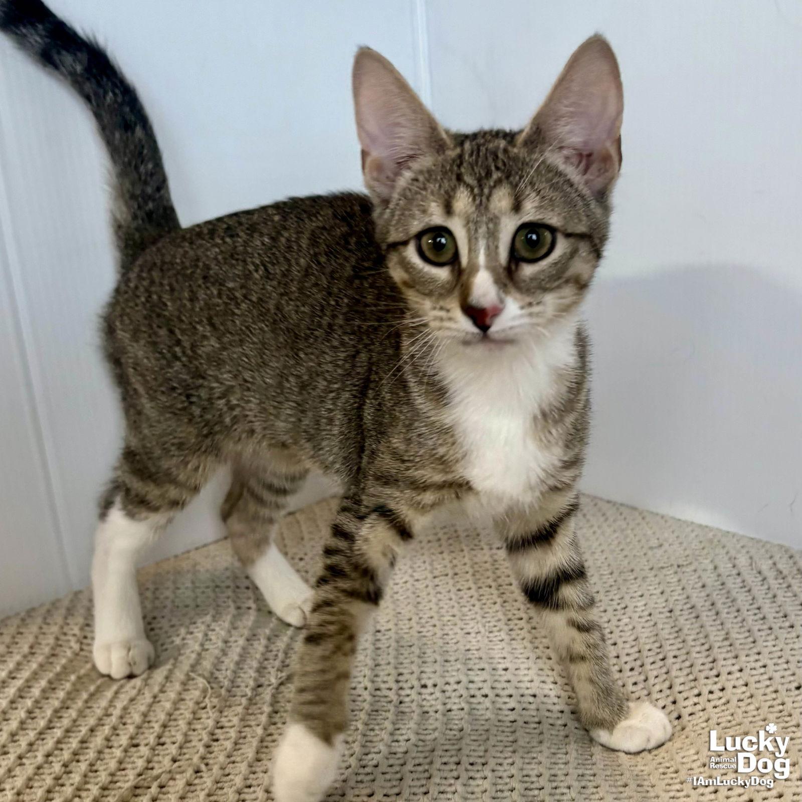 Pumpkin, Adopted, Kitten Female Domestic Short Hair.