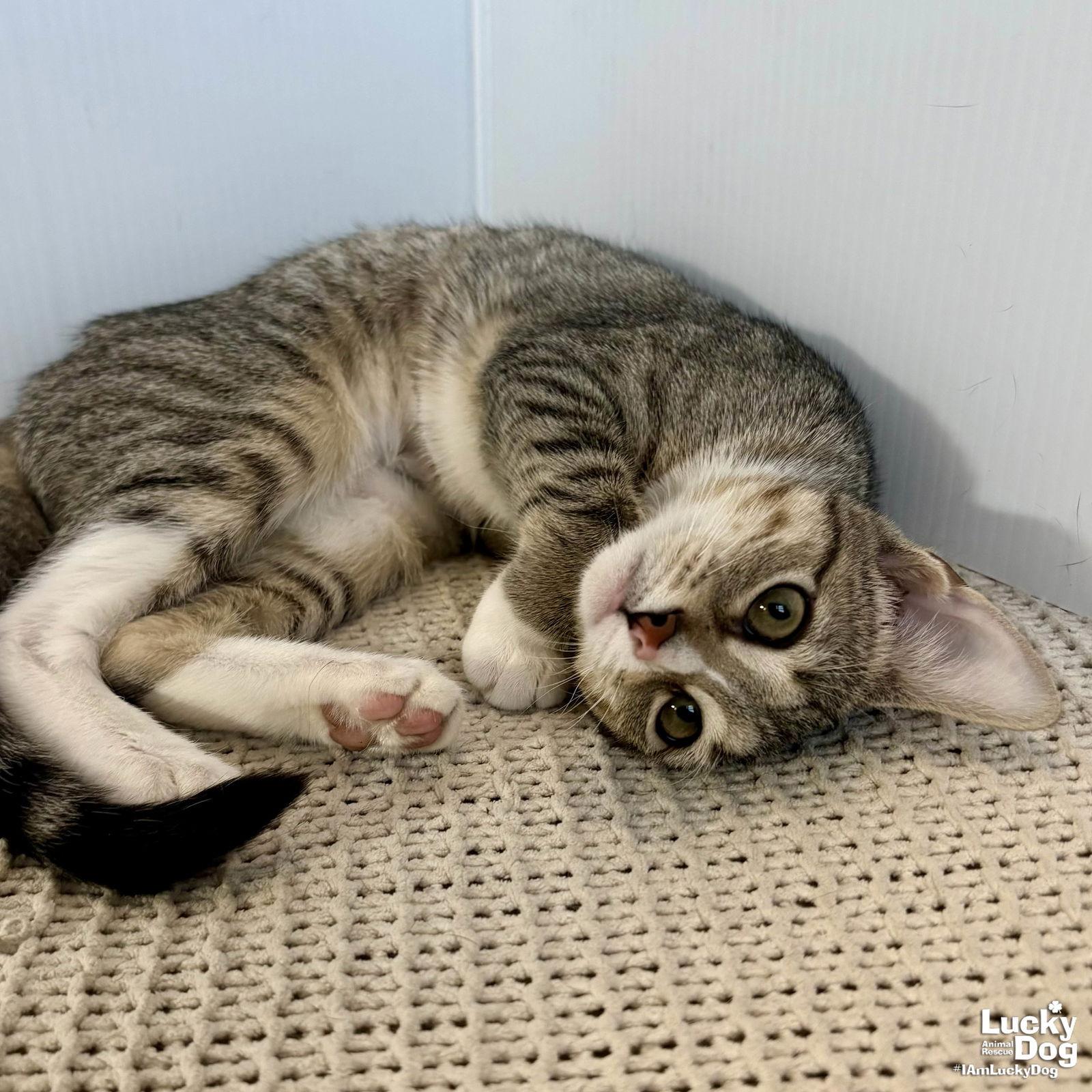 Enlarge Pumpkin, a Adopted Domestic Short Hair in Washington, DC image 2/3