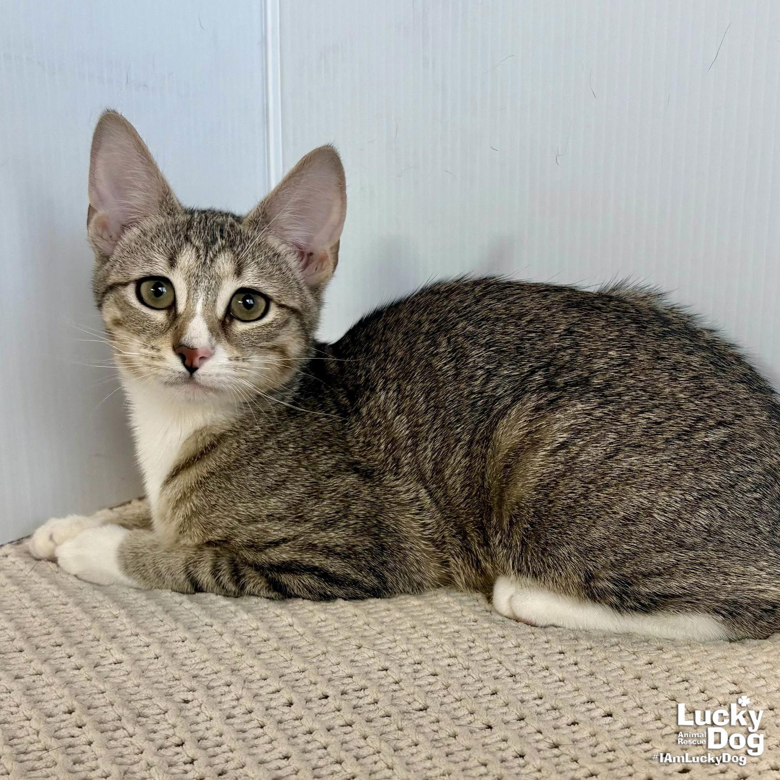 Enlarge Pumpkin, a Adopted Domestic Short Hair in Washington, DC image 3/3