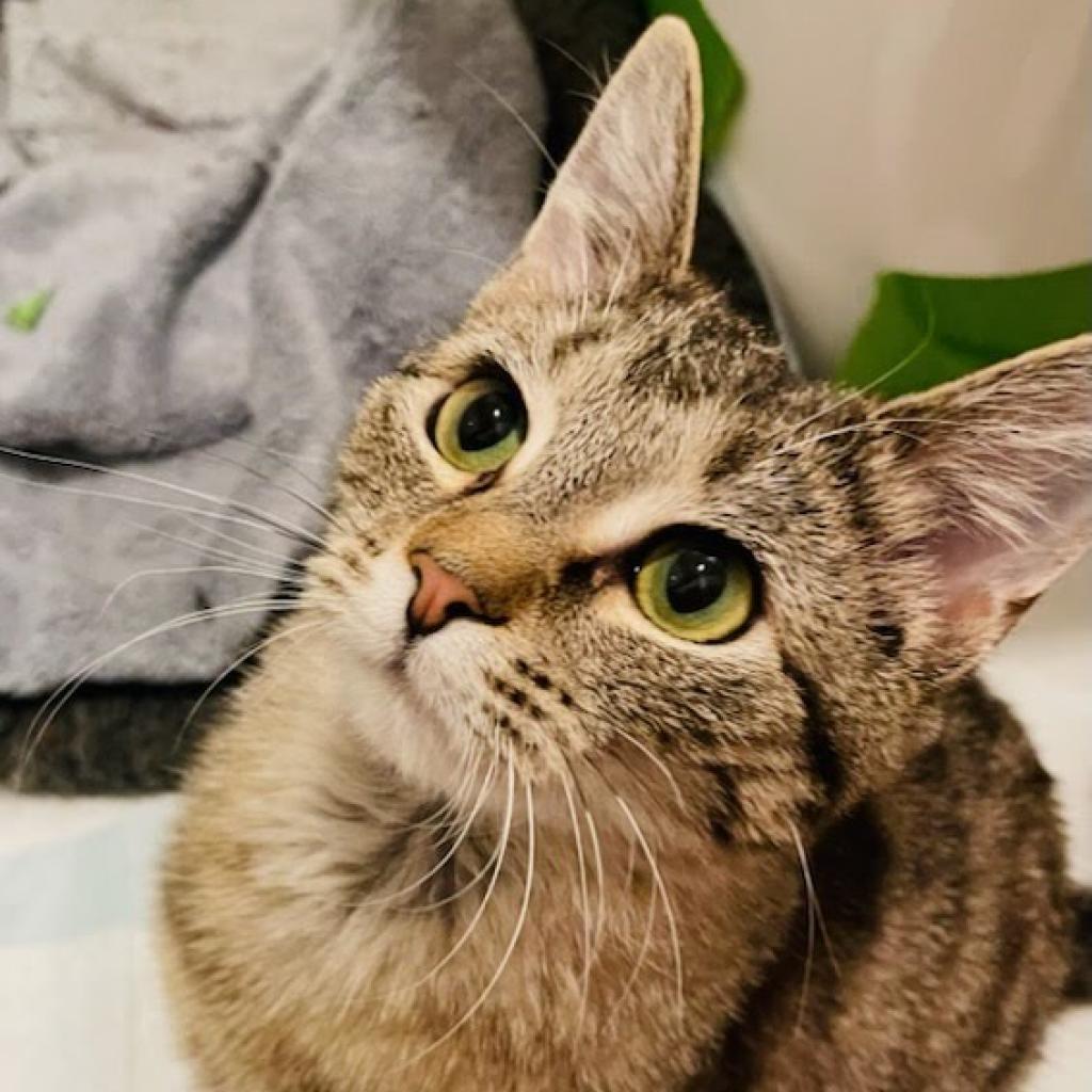 Daphne, a Adoptable Domestic Short Hair in Ephrata, PA image 1/6