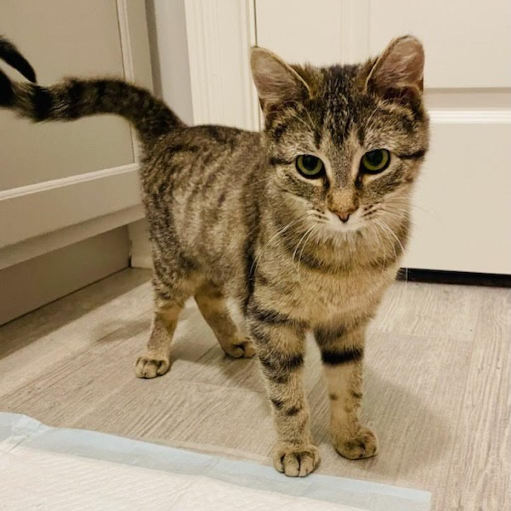 Daphne, a Adoptable Domestic Short Hair in Ephrata, PA image 2/6