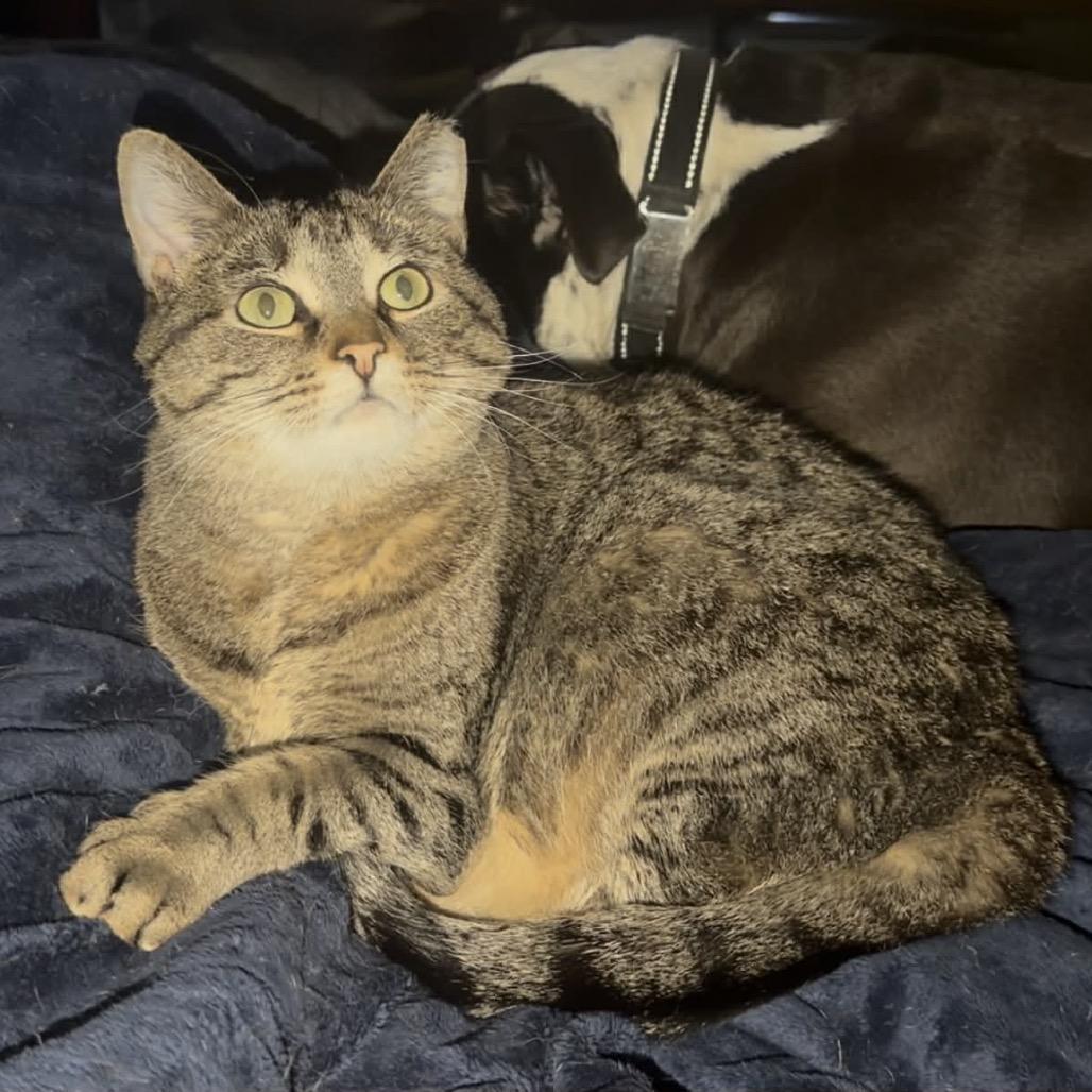 Daphne, a Adoptable Domestic Short Hair in Ephrata, PA image 3/6