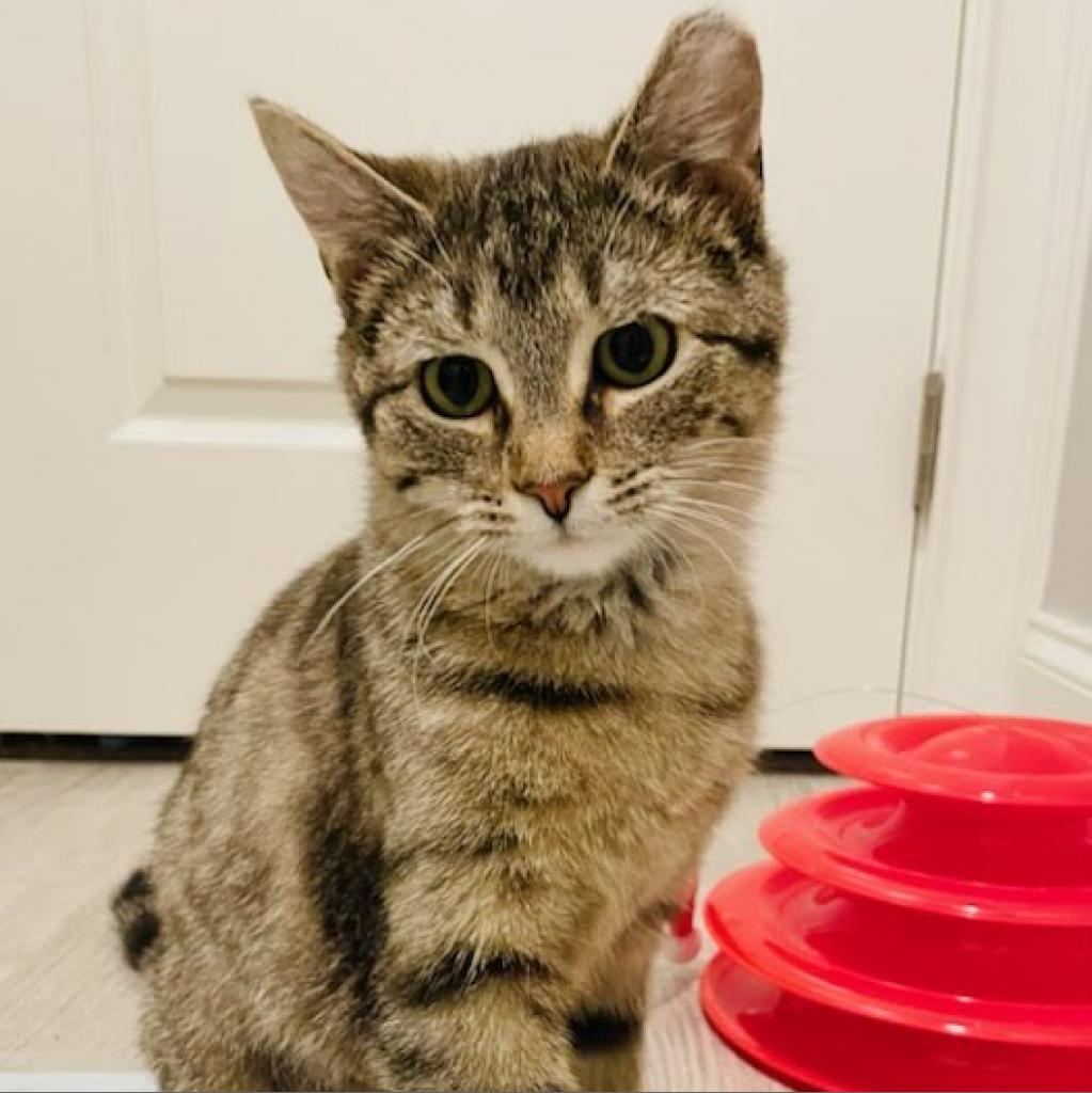 Daphne, a Adoptable Domestic Short Hair in Ephrata, PA image 4/6