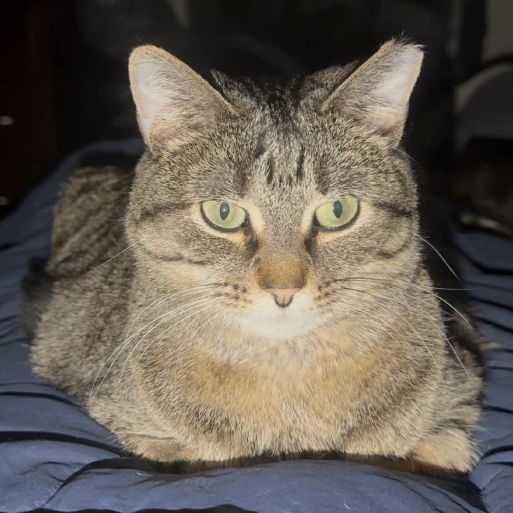 Daphne, a Adoptable Domestic Short Hair in Ephrata, PA image 5/6