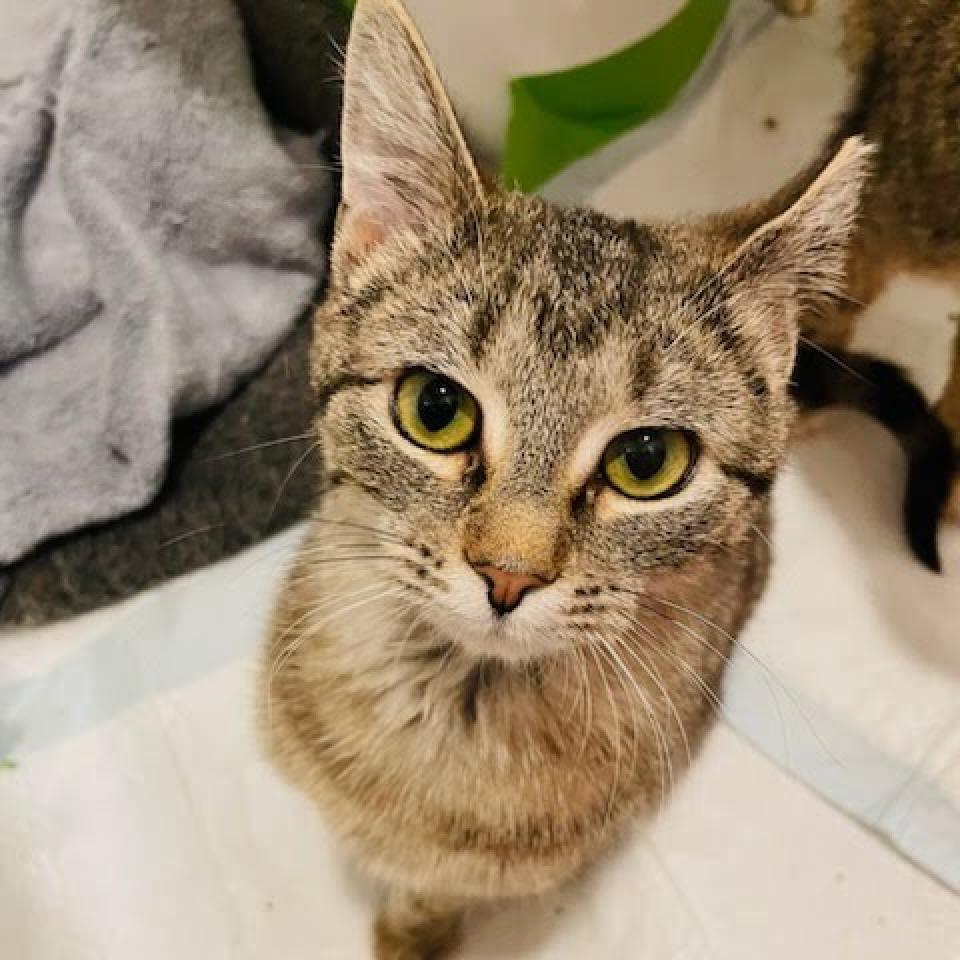 Daphne, a Adoptable Domestic Short Hair in Ephrata, PA image 6/6