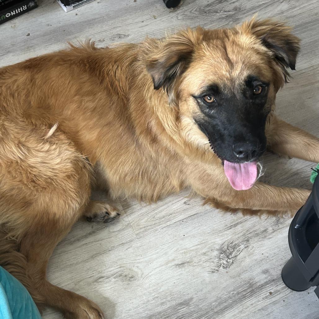 Nashua, Adoptable, Young Female Leonberger & Shepherd.