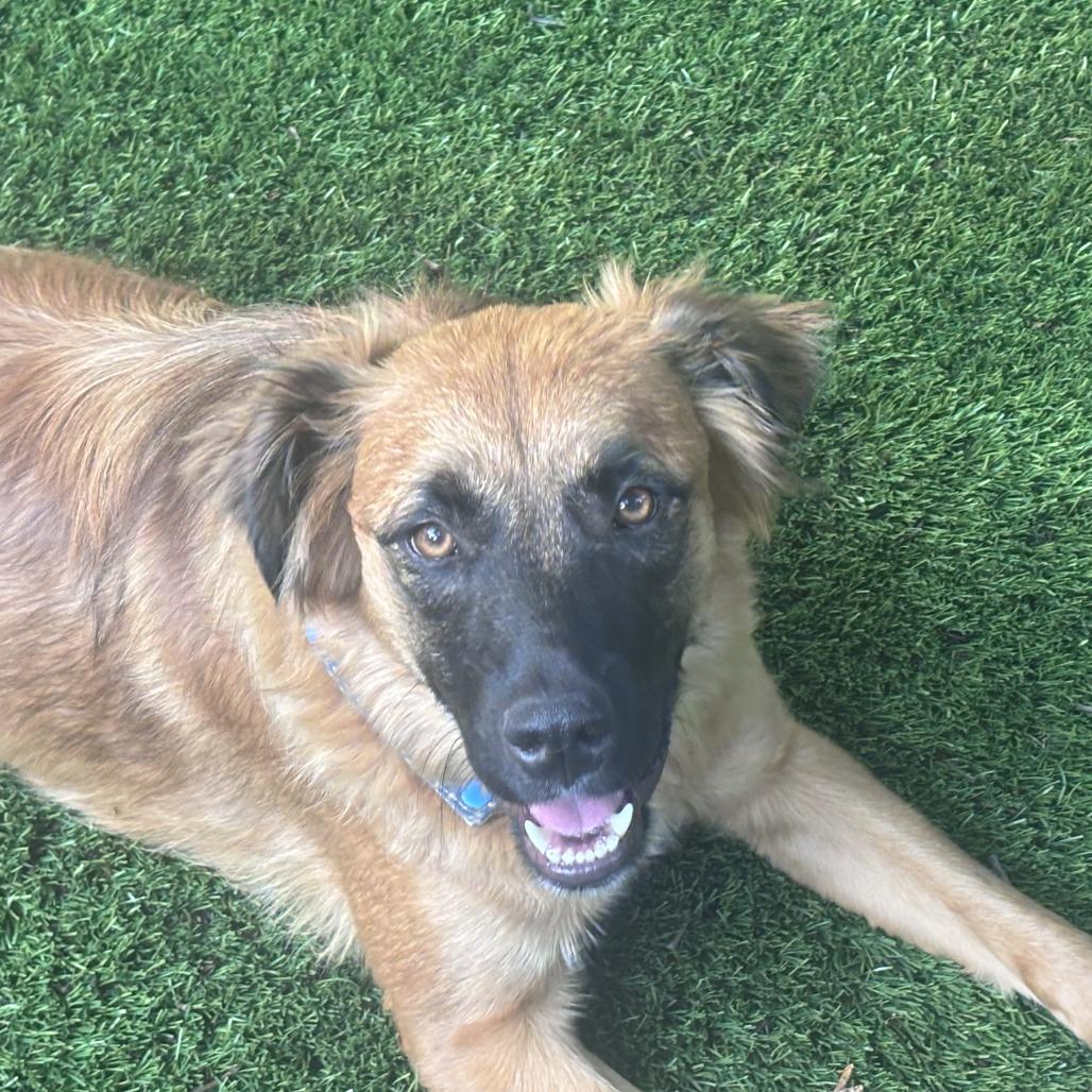 Nashua, a Adoptable mixed breed in Staten Island, NY image 2/6