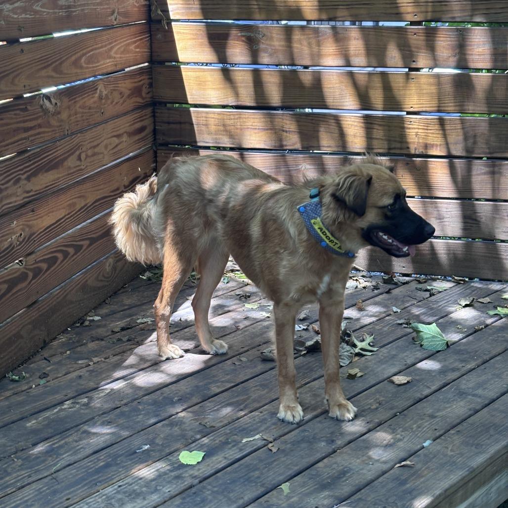Nashua, a Adoptable mixed breed in Staten Island, NY image 4/6