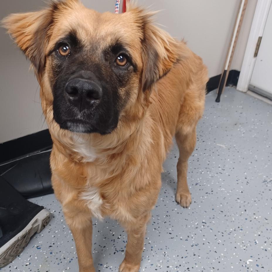 Nashua, a Adoptable mixed breed in Staten Island, NY image 5/6