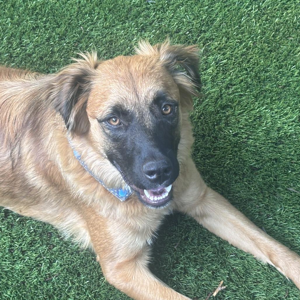Nashua, a Adoptable mixed breed in Staten Island, NY image 6/6