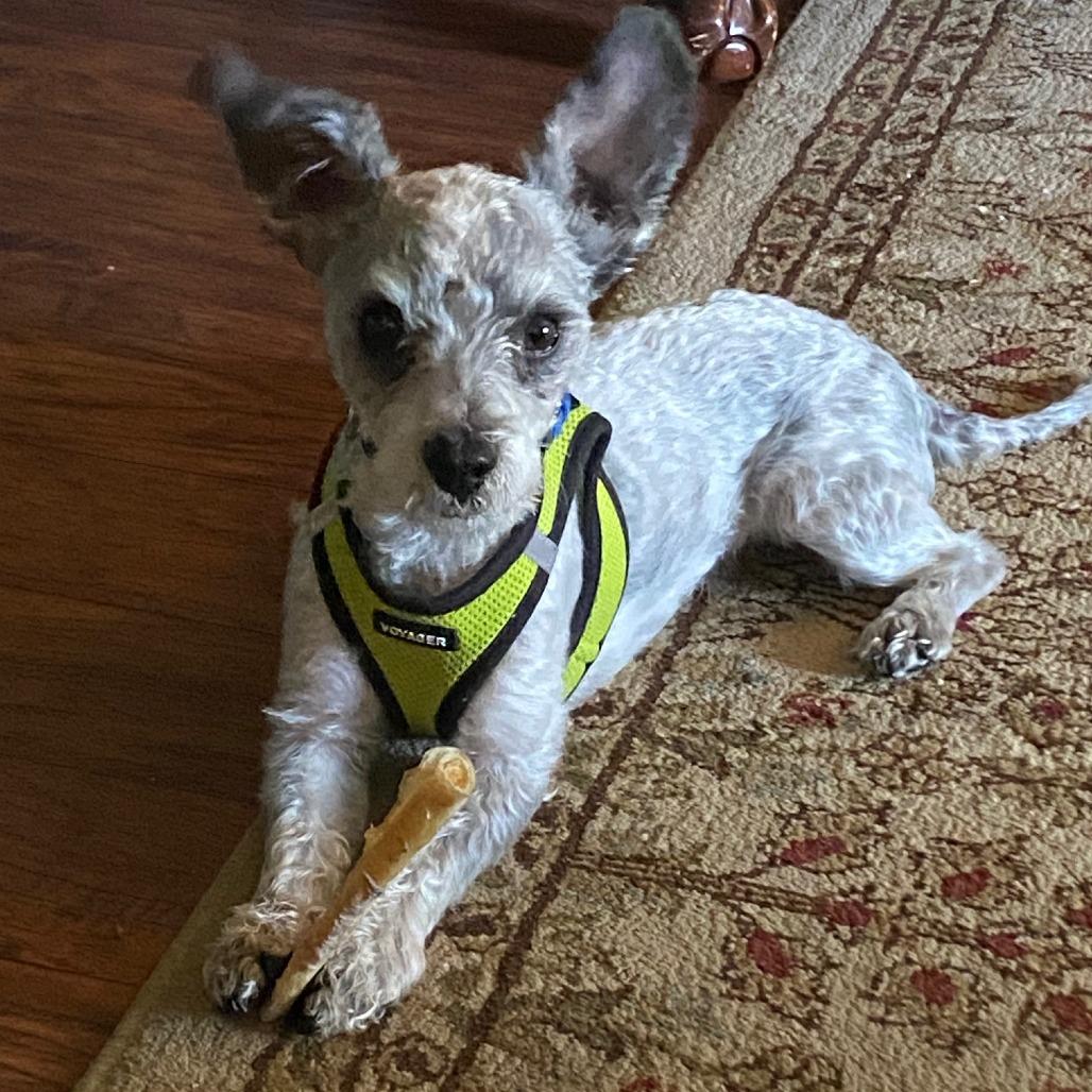 Enlarge Yeti (In Foster), a Adoptable West Highland White Terrier / Westie in Sonoma, CA image 1/5