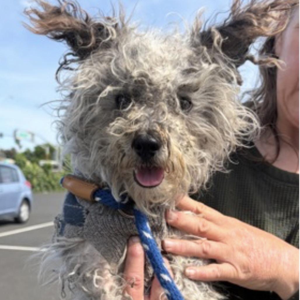 Enlarge Yeti ( Foster), a Adoptable West Highland White Terrier / Westie in Sonoma, CA image 1/2