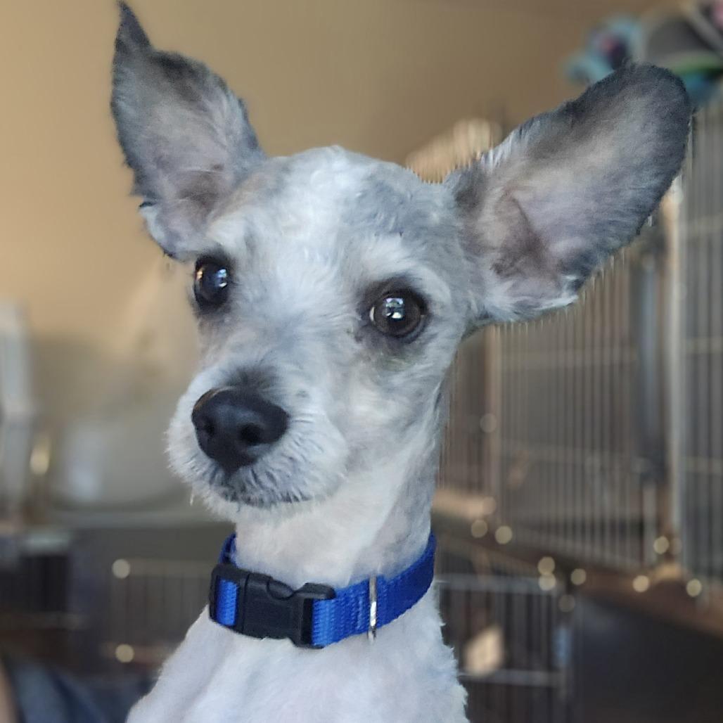 Enlarge Yeti ( Foster), a Adoptable West Highland White Terrier / Westie in Sonoma, CA image 2/2