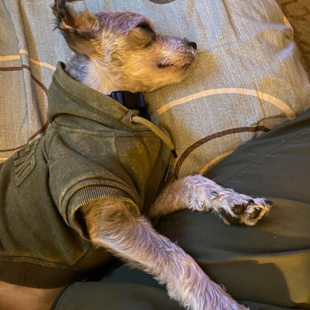 Enlarge Yeti (In Foster), a Adoptable West Highland White Terrier / Westie in Sonoma, CA image 5/5