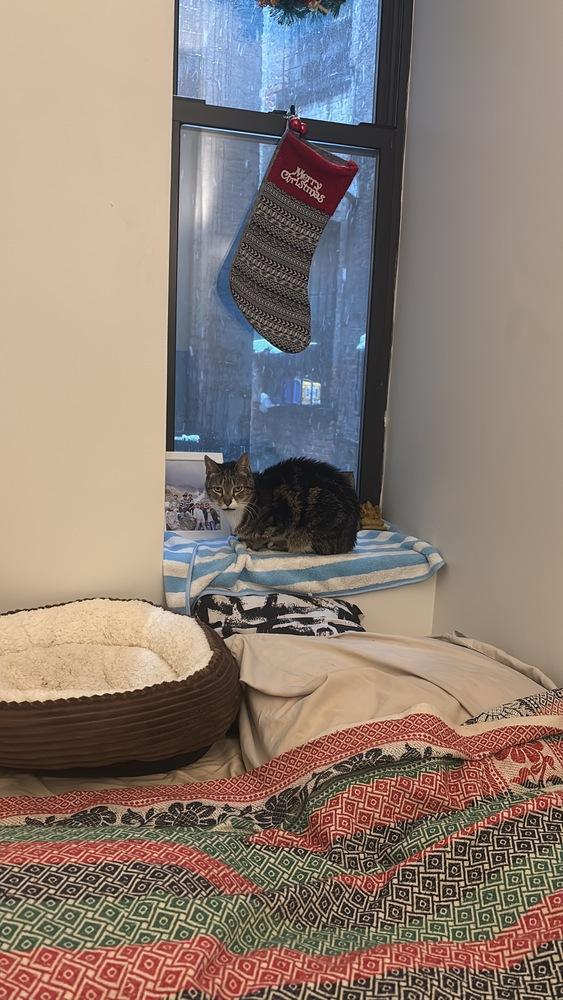 Enlarge Mila, a Adoptable mixed breed in New York, NY image 1/6