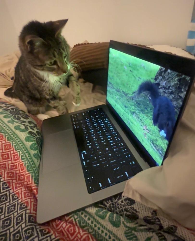 Enlarge Mila, a Adoptable mixed breed in New York, NY image 2/6