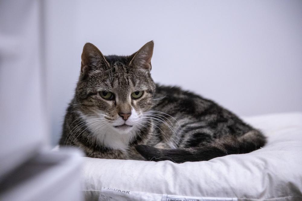 Mila, a Adoptable mixed breed in New York, NY image 3/6