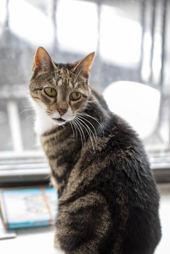 Mila, a Adoptable mixed breed in New York, NY image 4/6