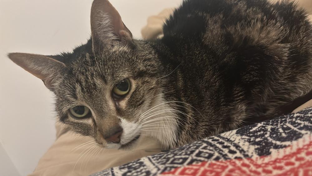 Enlarge Mila, a Adoptable mixed breed in New York, NY image 3/6