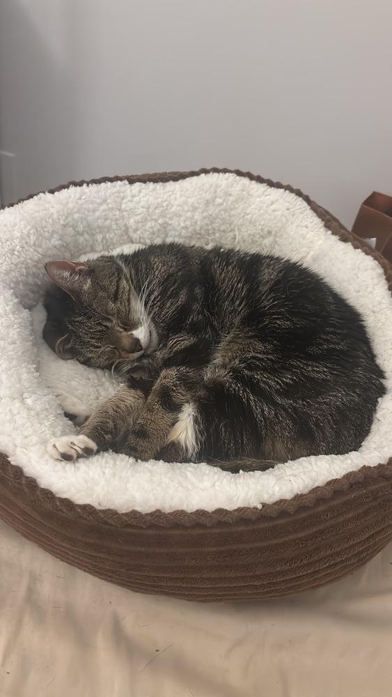 Enlarge Mila, a Adoptable mixed breed in New York, NY image 4/6