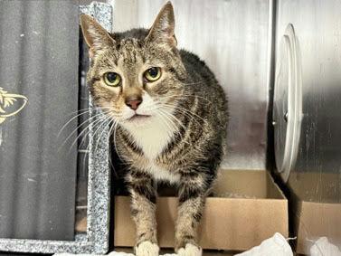 Enlarge Mila, a Adoptable mixed breed in New York, NY image 5/6