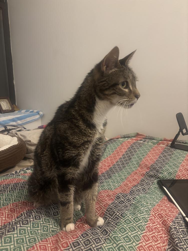 Enlarge Mila, a Adoptable mixed breed in New York, NY image 6/6