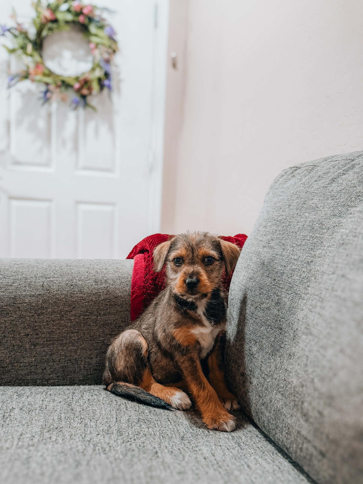 Tansy, ADOPTABLE, Puppy Female Terrier.