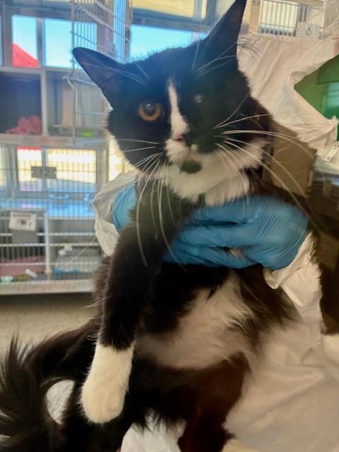 Enlarge VICTORIA, a Adoptable Domestic Medium Hair in Brighton, CO image 1/1