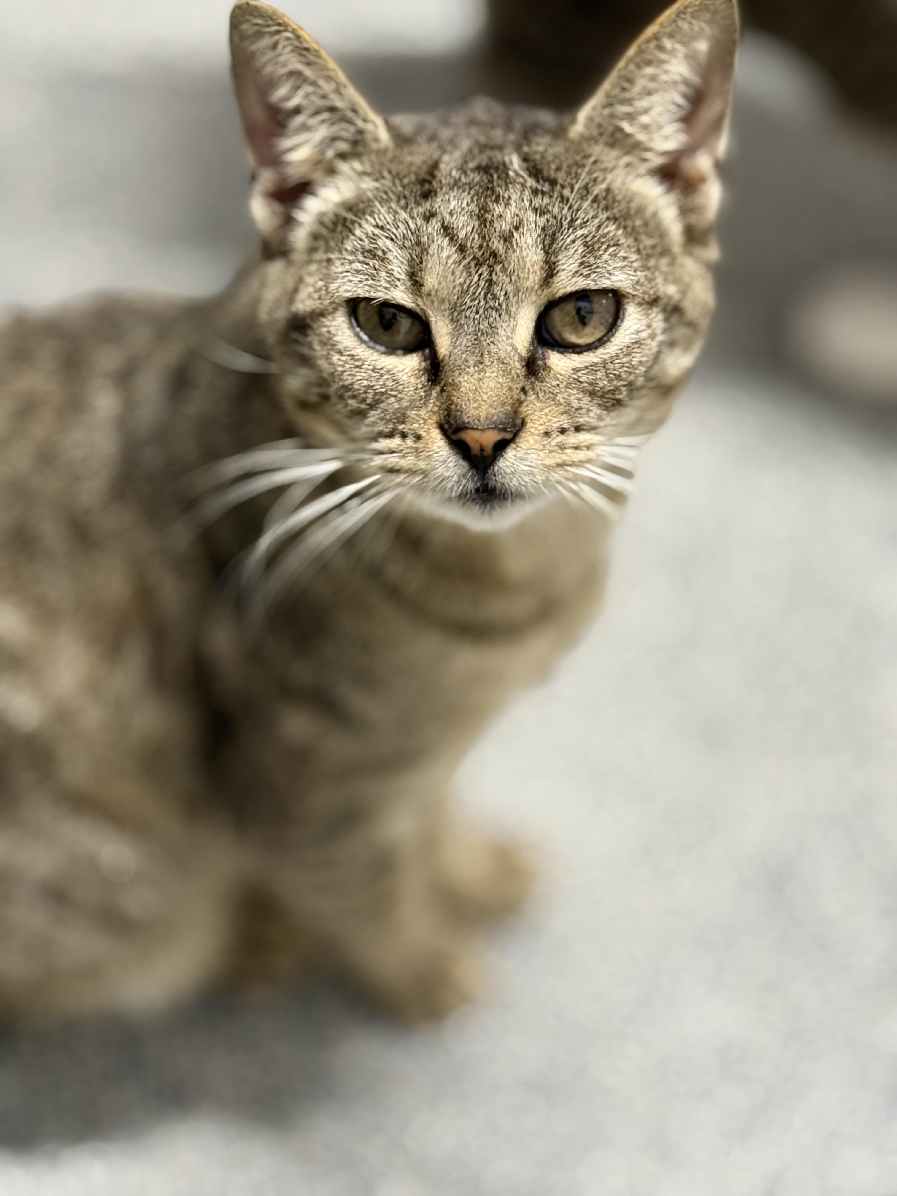 Enlarge Lil Jesus, an adoptable Domestic Short Hair in Washington, NC image 2/2