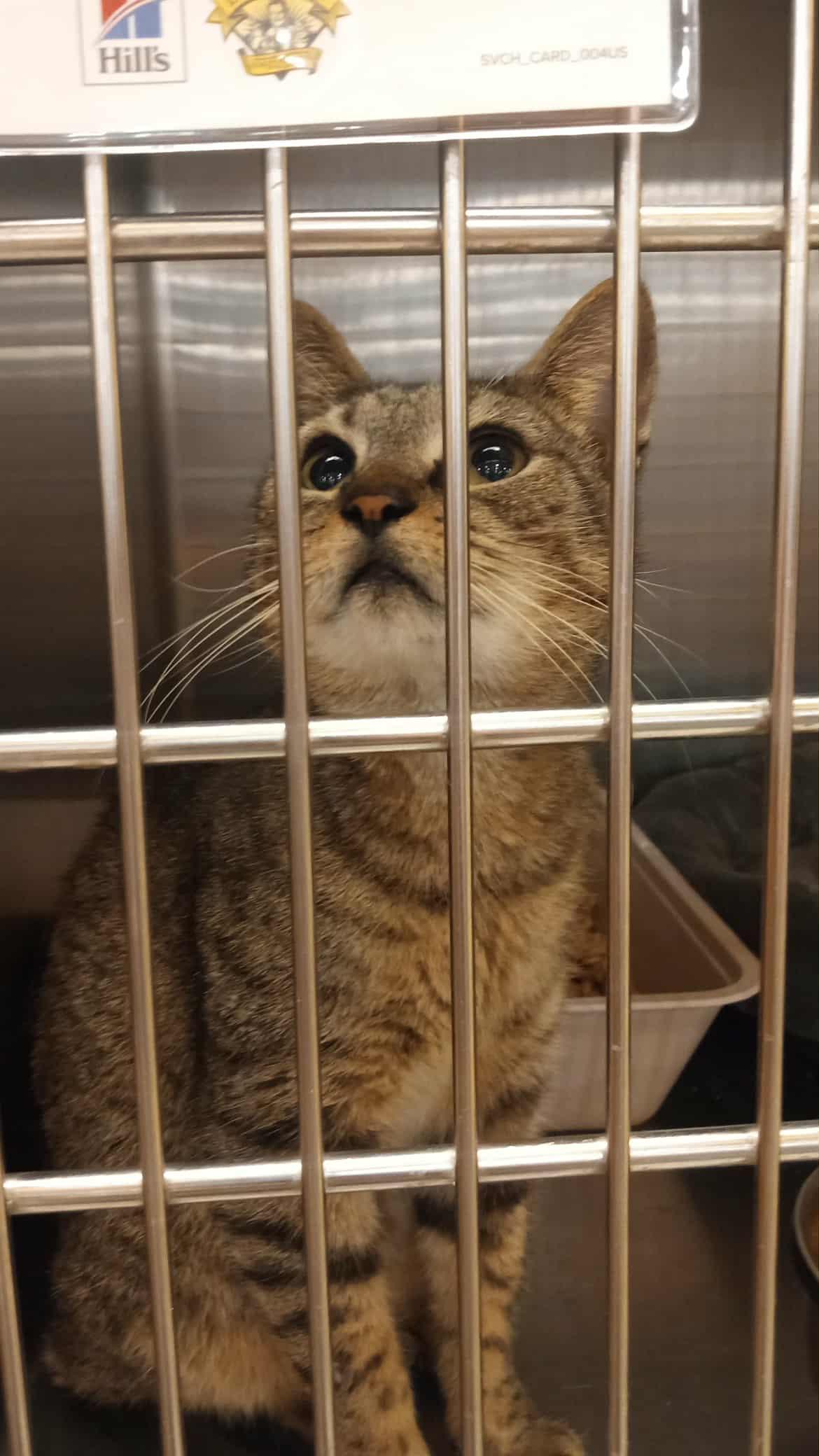 Lil Jesus, adoptable, Adult Male Domestic Short Hair.