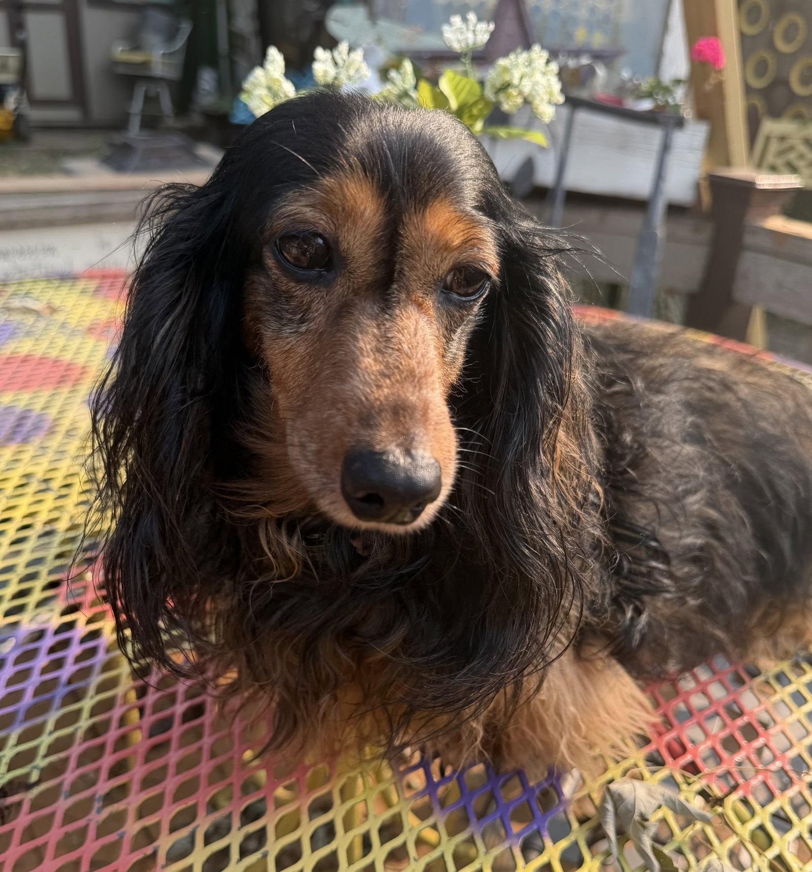 Enlarge Tara, a Adopted Dachshund in Sioux Falls, SD image 1/3