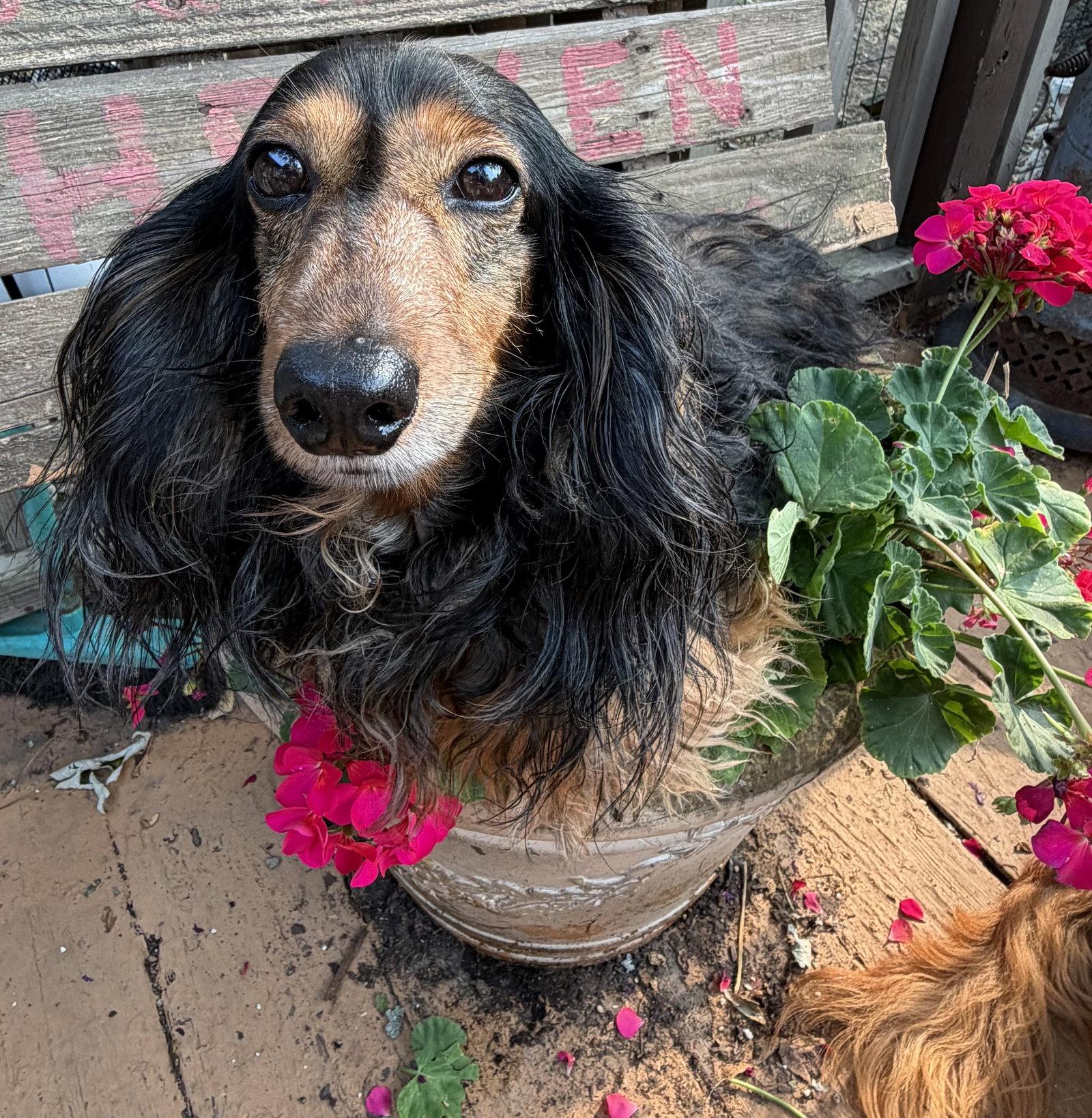 Enlarge Tara, a Adopted Dachshund in Sioux Falls, SD image 2/3