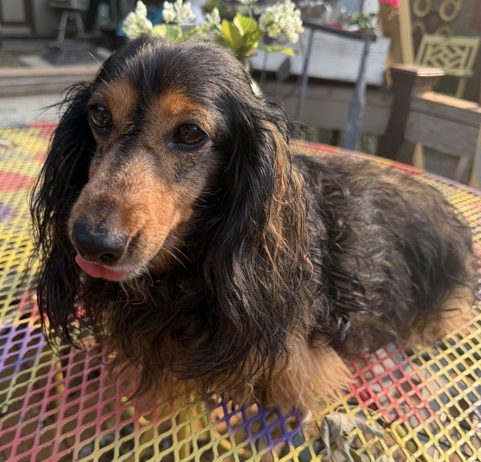Enlarge Tara, a Adopted Dachshund in Sioux Falls, SD image 3/3