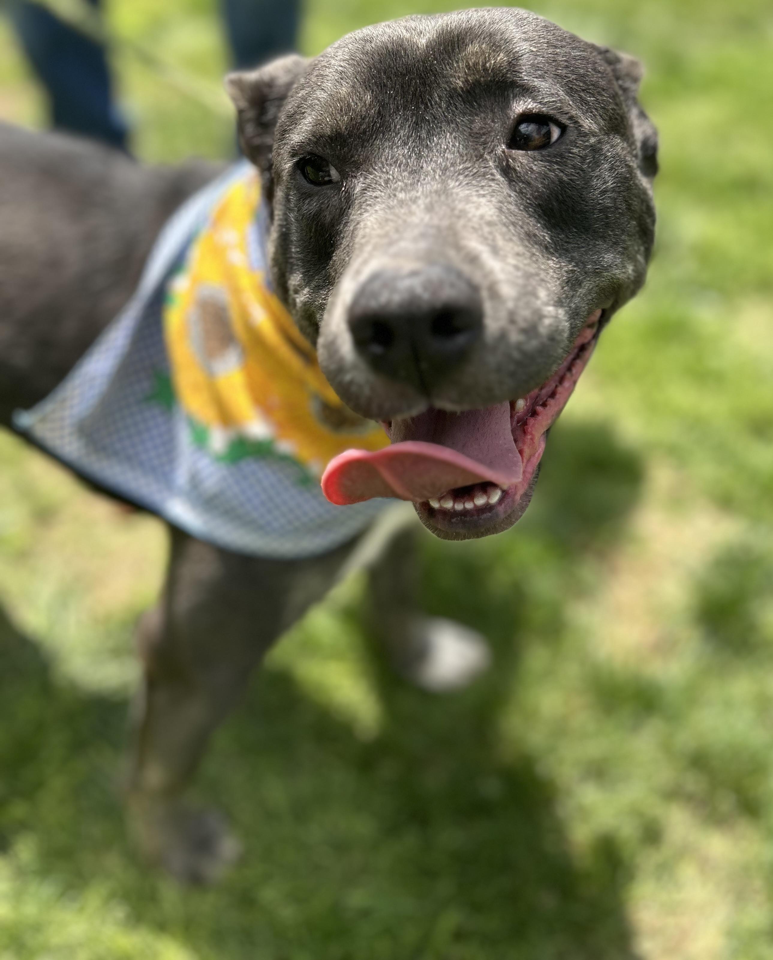 Enlarge Jess, a Adoptable Pit Bull Terrier in Scottsville, KY image 1/6