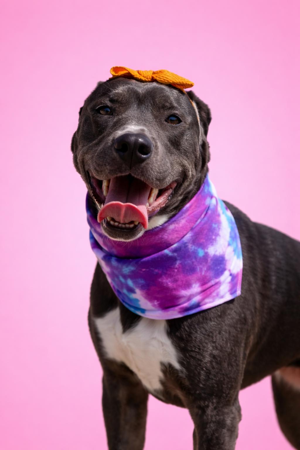 Enlarge Jess, a Adoptable mixed breed in bowling green, KY image 1/5