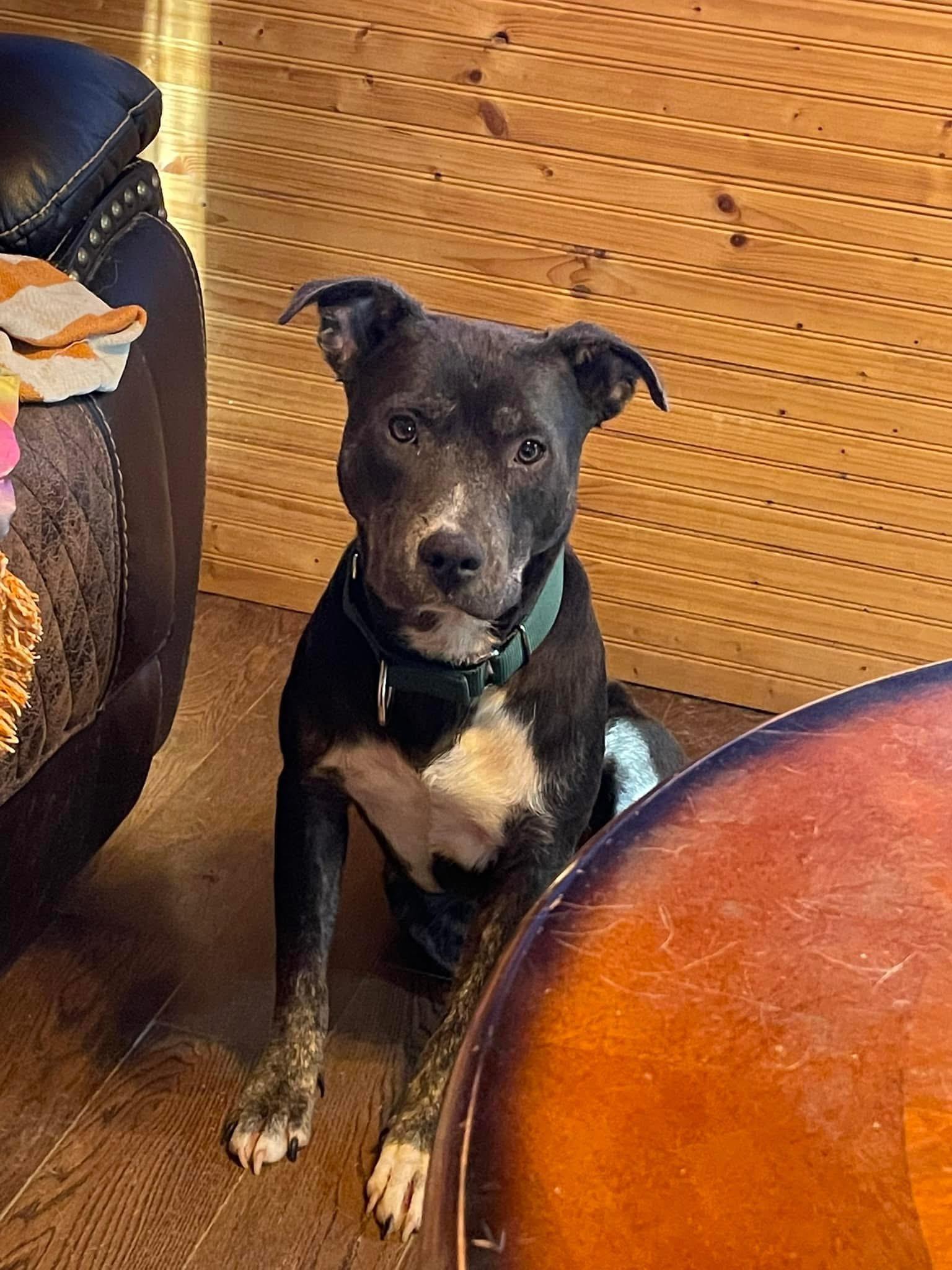 Enlarge Jess, a Adoptable mixed breed in bowling green, KY image 4/5