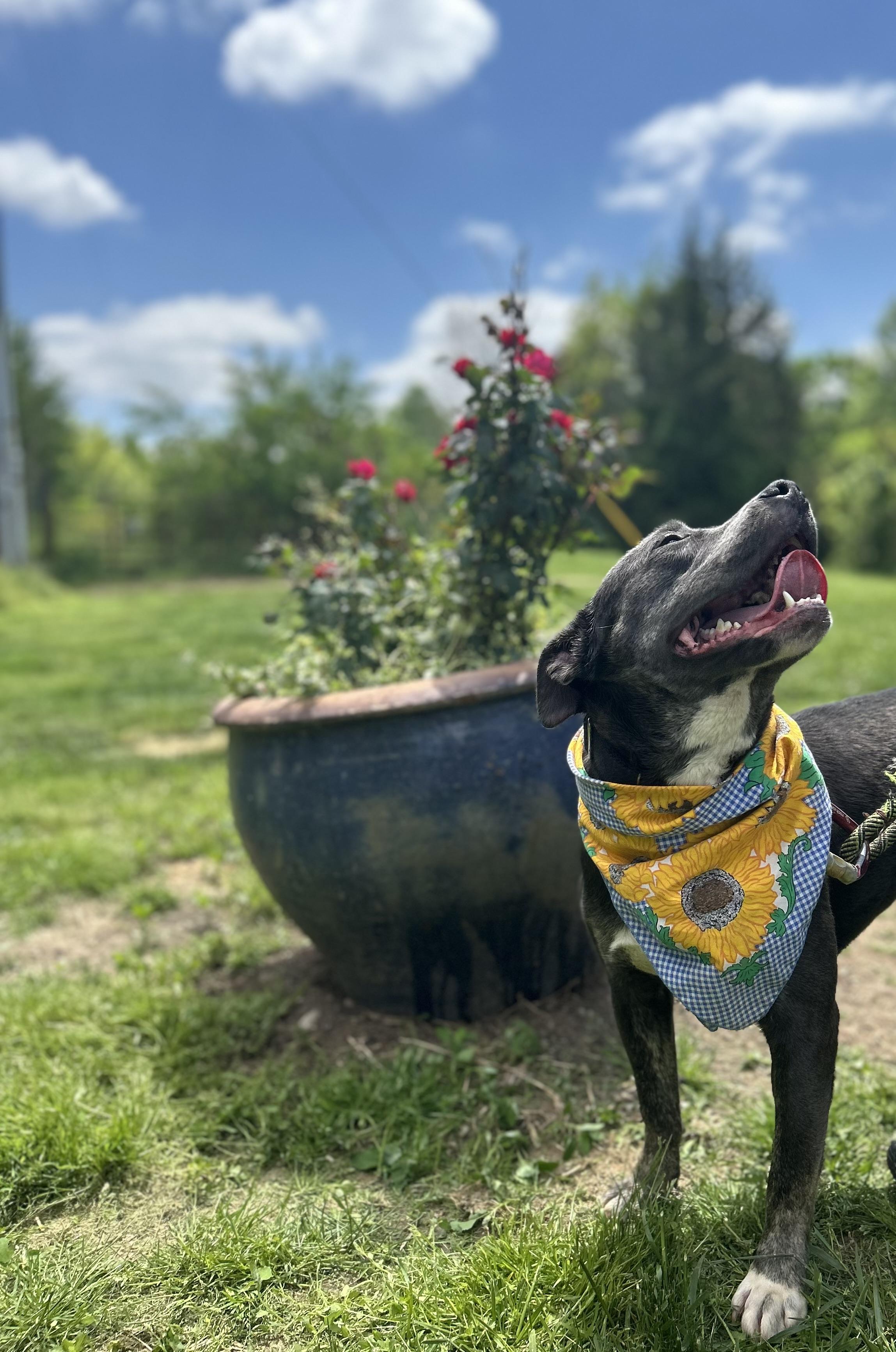 Enlarge Jess, a Adoptable Pit Bull Terrier in Scottsville, KY image 2/6