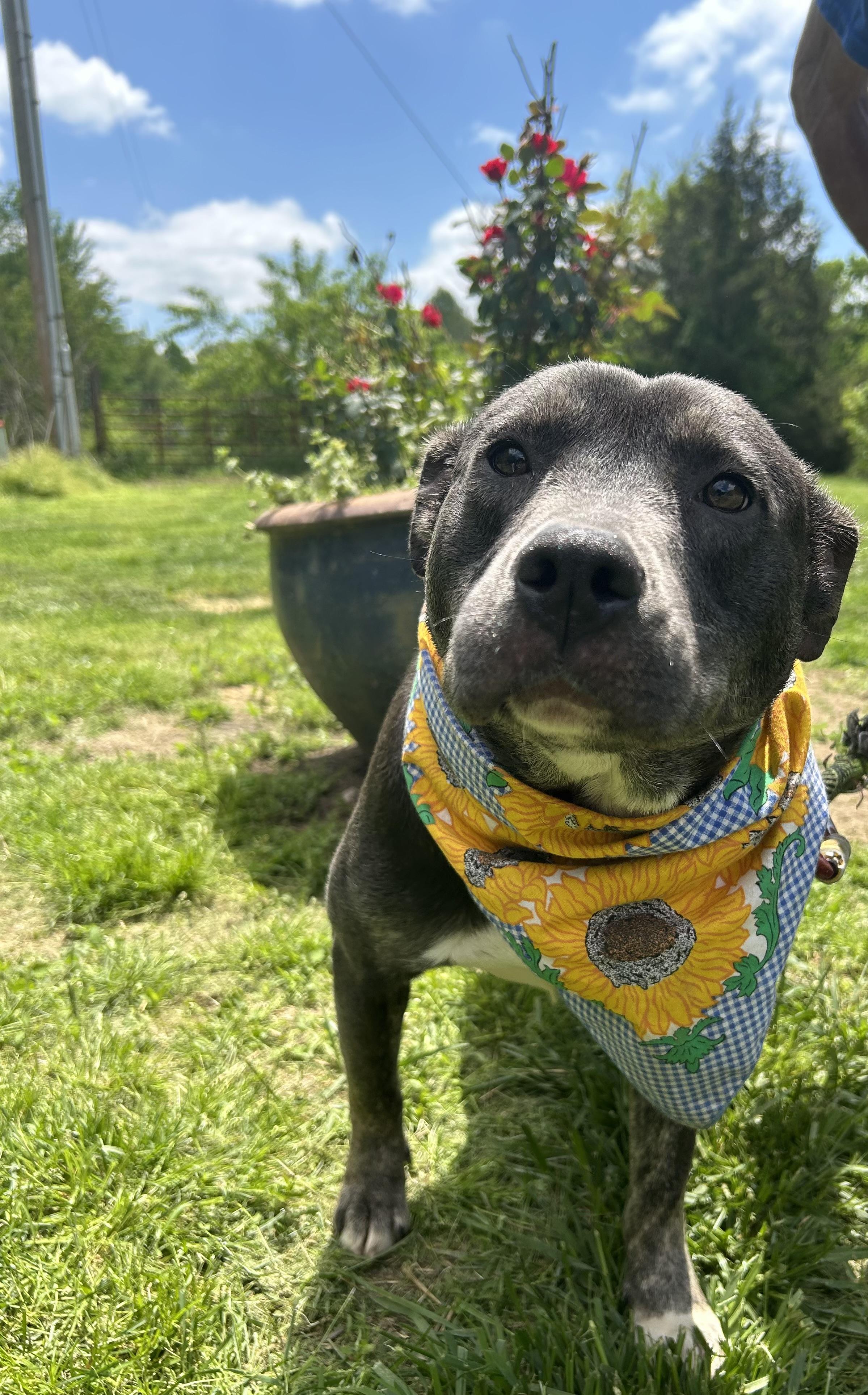 Enlarge Jess, a Adoptable Pit Bull Terrier in Scottsville, KY image 3/6