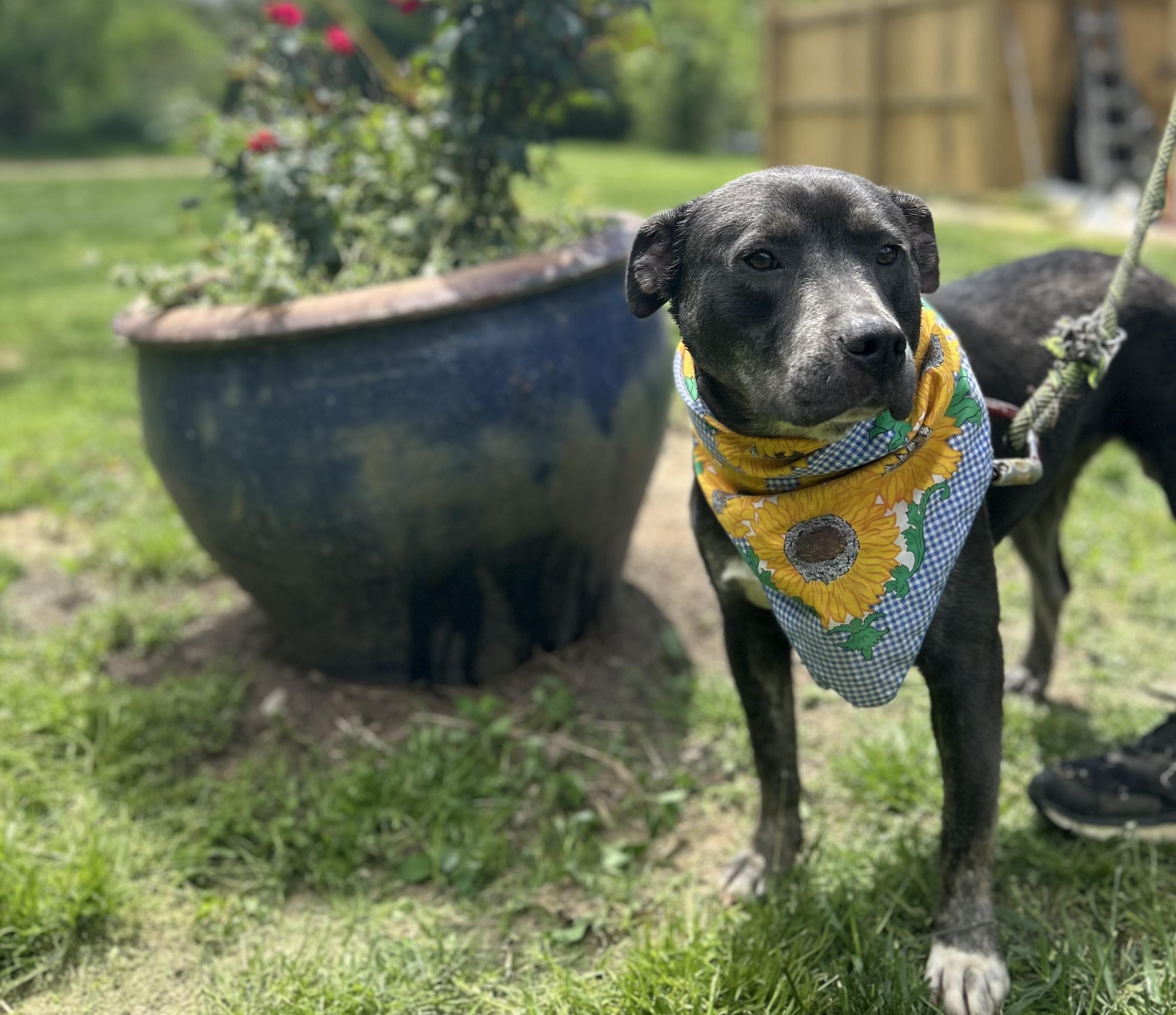 Enlarge Jess, a Adoptable Pit Bull Terrier in Scottsville, KY image 4/6