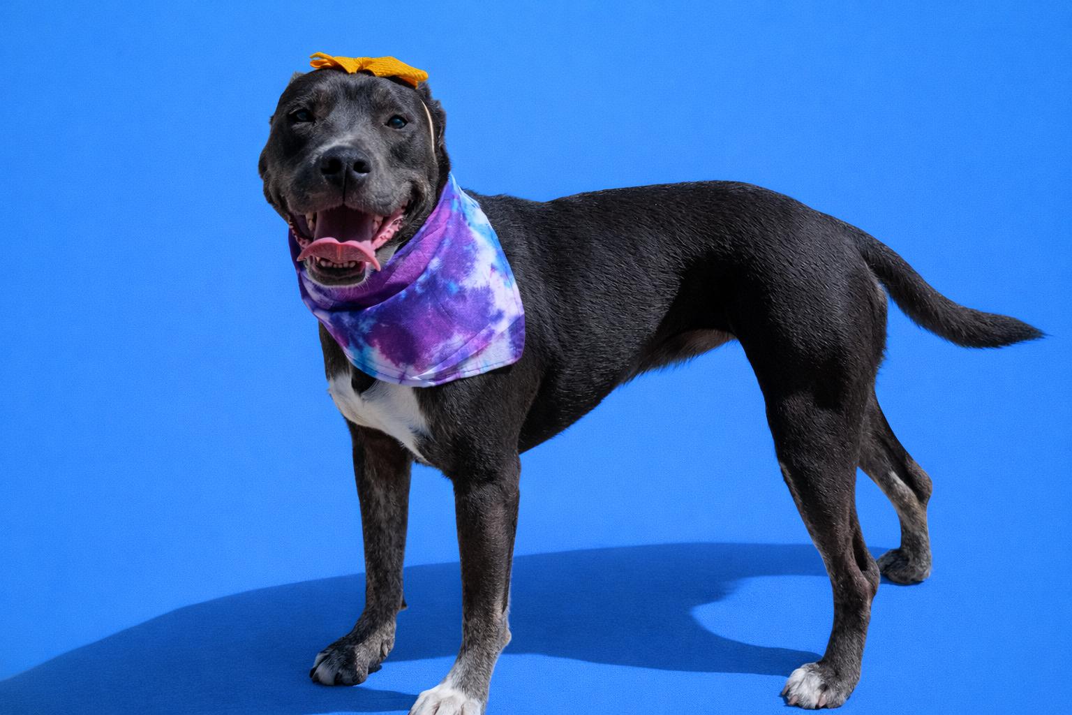 Enlarge Jess, a Adoptable mixed breed in bowling green, KY image 3/5