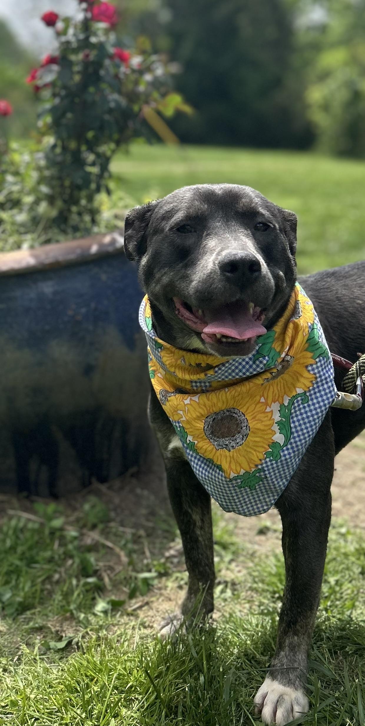 Enlarge Jess, a Adoptable Pit Bull Terrier in Scottsville, KY image 5/6