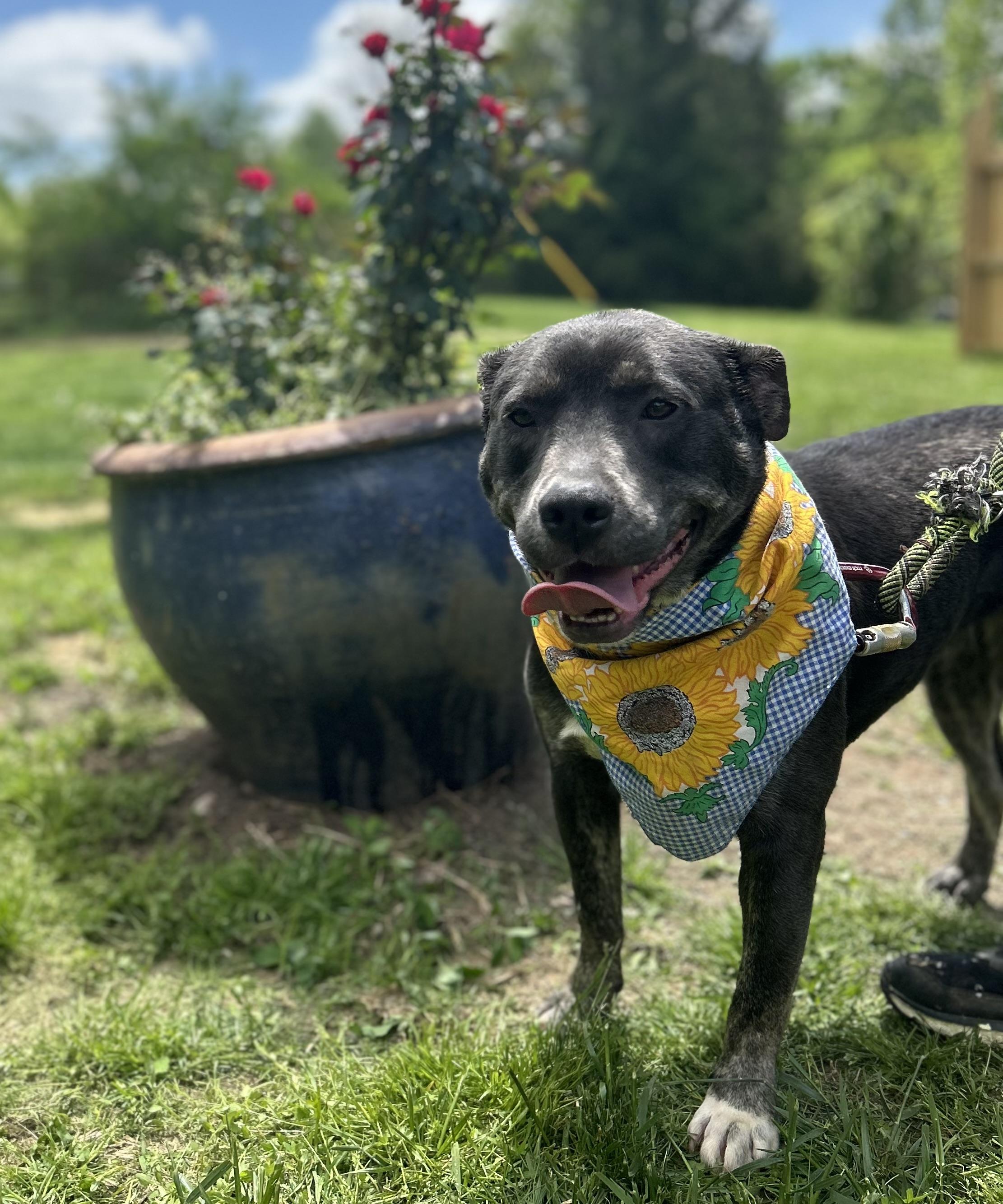 Enlarge Jess, a Adoptable Pit Bull Terrier in Scottsville, KY image 6/6