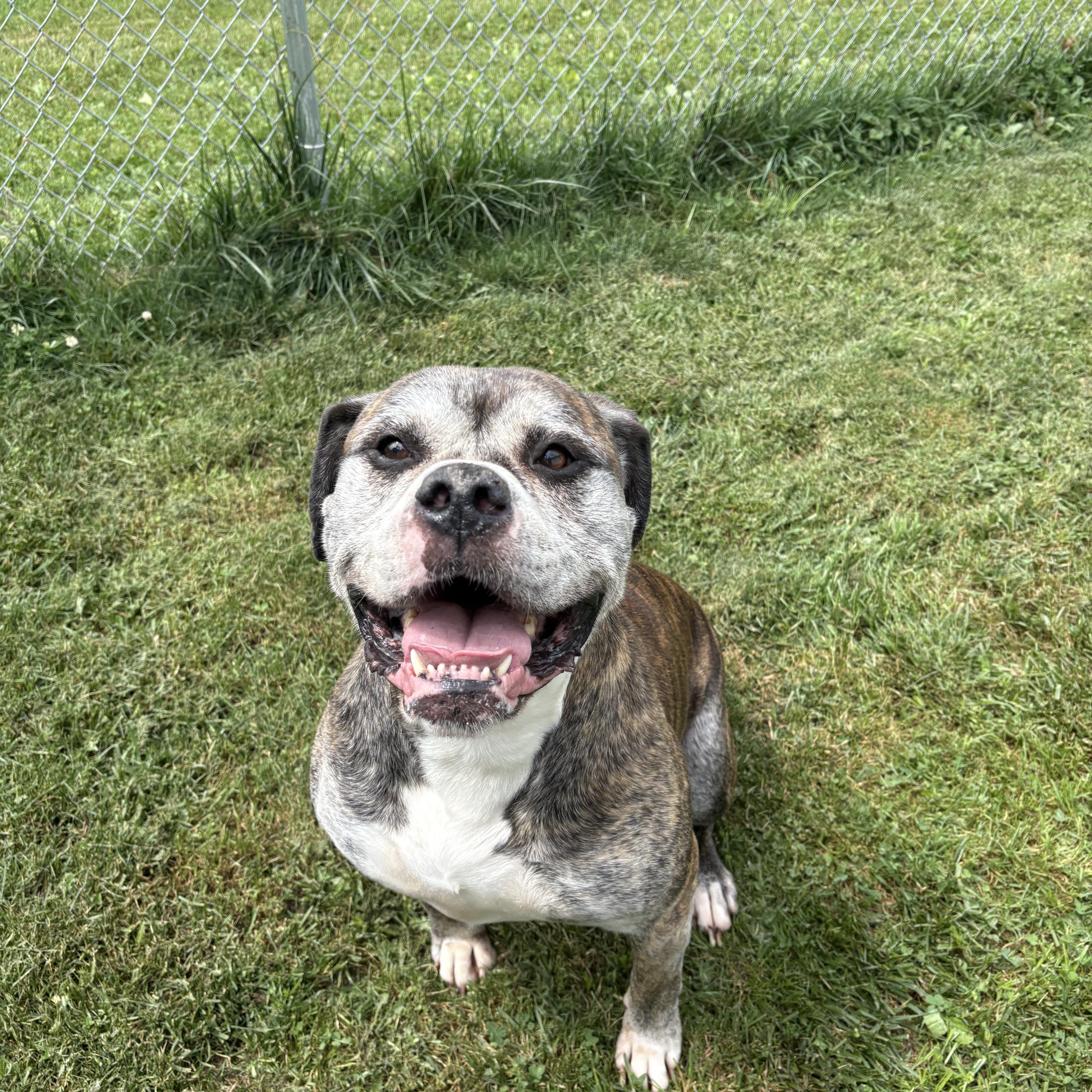 Jeeves, Adoptable, Senior Male Boxer.